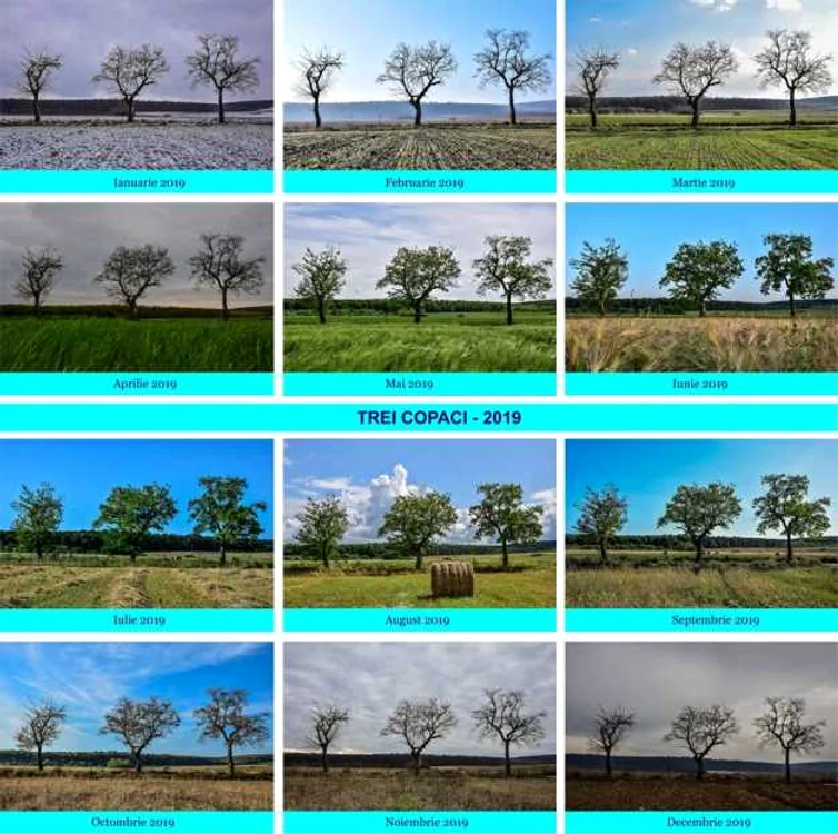 proiectul fotografic Trei copaci al profesorului Mirel Matyas