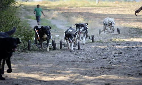 1 81961 original jpg jpeg