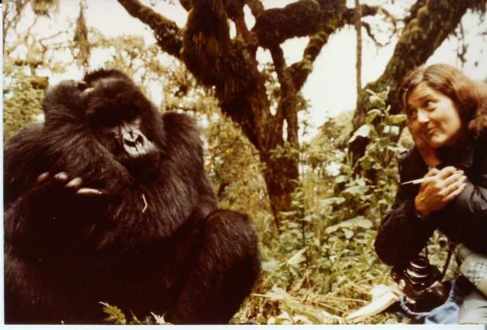 Dian Fossey alături de gorila Digit FOTO gorillafund.org