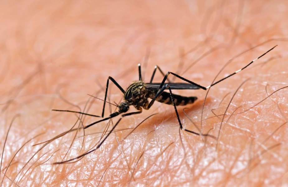 Alertă sanitară în Europa: Autoritățile avertizează că bolile transmise de țânțari ating niveluri record. România e pe listă