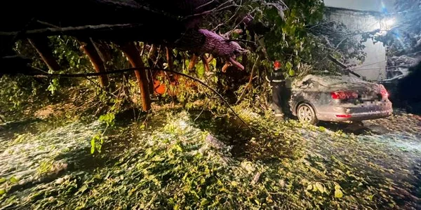 copac picat peste o masina  Foto ISU Giurgiu jpg