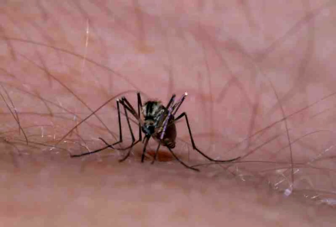 
    Țânțarii sunt insecte purtătoare de insecte foarte periculoasefoto: Hepta  