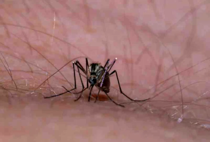 Țânțarii sunt insecte purtătoare de insecte foarte periculoasefoto: Hepta