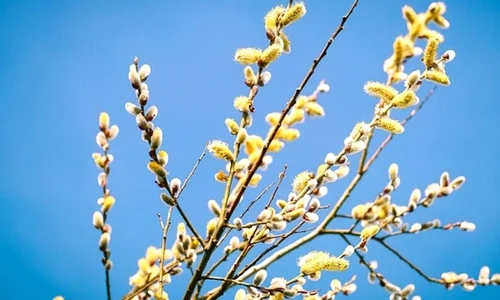 duminica floriilor 2022 traditii si obiceuri jpg