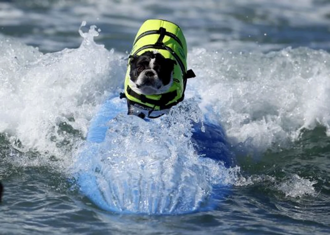 Câini care fac surf