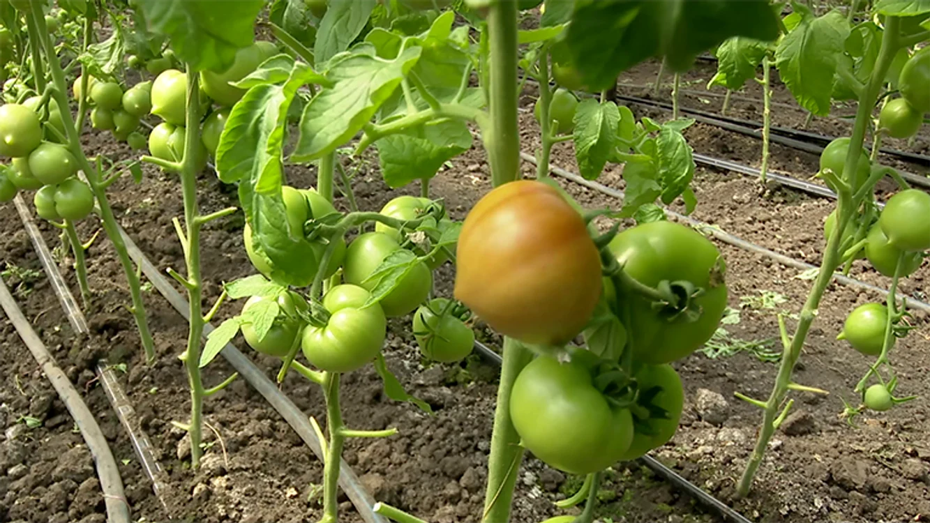 Tomatele abia încep să prindă culoare. Foto: Iulian Bunilă