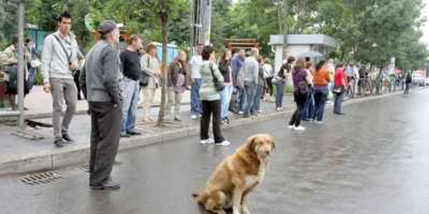 Pietrenii sunt deranjaţi de prezenţa câinilor fără stăpân pe străzile oraşului