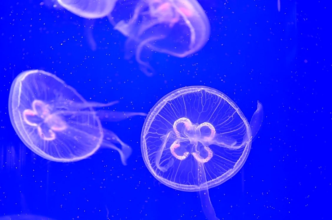 Meduze în mare