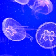Meduze înoată la Ocearium în Le Croisic vestul Franţei FOTO AFP / Loic Venance