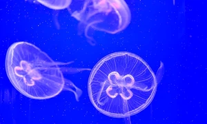 Meduze înoată la Ocearium în Le Croisic vestul Franţei FOTO AFP / Loic Venance