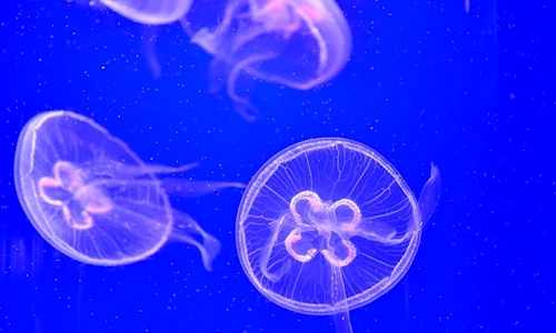 Meduze înoată la Ocearium în Le Croisic vestul Franţei FOTO AFP / Loic Venance