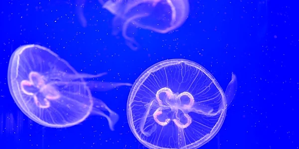 Meduze înoată la Ocearium în Le Croisic vestul Franţei FOTO AFP / Loic Venance