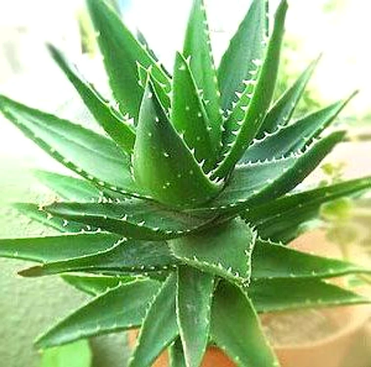 Plante care purifică aerul din apartament - Aloe vera