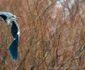 Primăvara în Dobrogea - Delta Dunării Sursa foto Facebook Daniel Petrescu