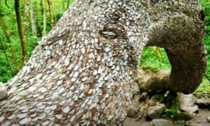 copac monede captura video jpg