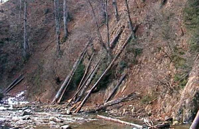 Aspretele, peştele contemporan cu dinozaurii, ignorat în România, singurul loc din lume unde există