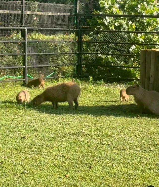 Trei dintre puii de Capibara