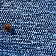 plosnite tren cfr FOTO tion ro 1 jpeg