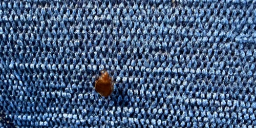 plosnite tren cfr FOTO tion ro 1 jpeg