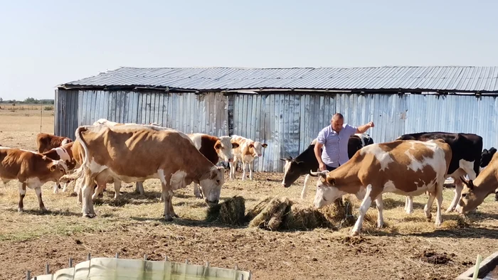 Animalele sunt hrănite cu nutrețul cumpărat pentru iarnă FOTO: Alina Mitran