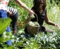 Michelle Obama And Students Harvest White House Kitchen Garden jpeg