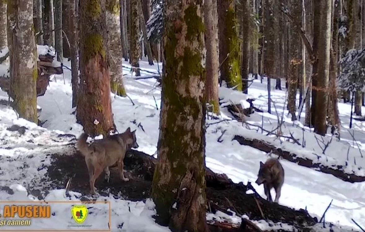 Animalele sălbatice în pădurea din Munții Apuseni FOTO captură video Facebook