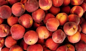piersici piersica adobestock jpg