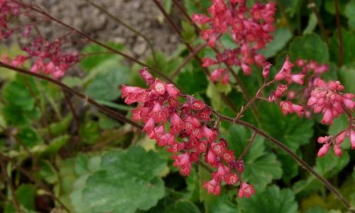 1 67805 original jpg jpeg