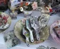 expo-flora slatina