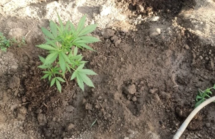 Cultură de cannabis indentificată în urma unor percheziţii domiciliare FOTO DIICOT