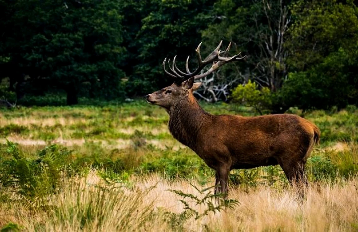 Cerb în pădurile din Piatra Craiului FOTO: ARHIVA