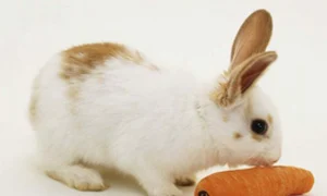 652x450 3e5d7473d2063a3124643984498013 jpeg