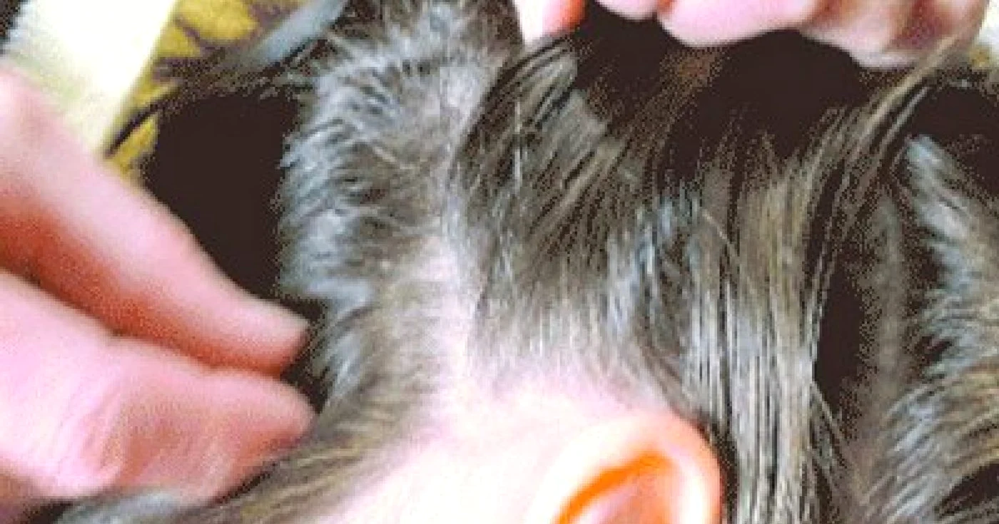 Foto arhiva