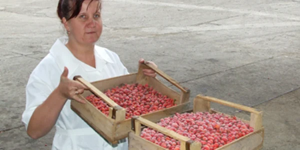 Neamţ: Nemţii poftesc la măceşele nemţenilor