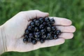 coacaze negre sirop jpeg