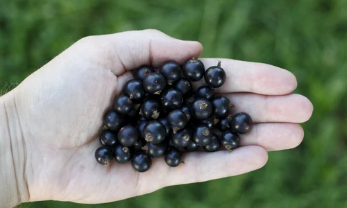 coacaze negre sirop jpeg