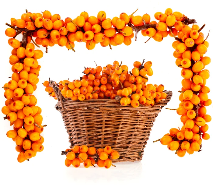 
    Numită şi „ginsengul românesc“, cătina poate înlocui deseori medicamentele  