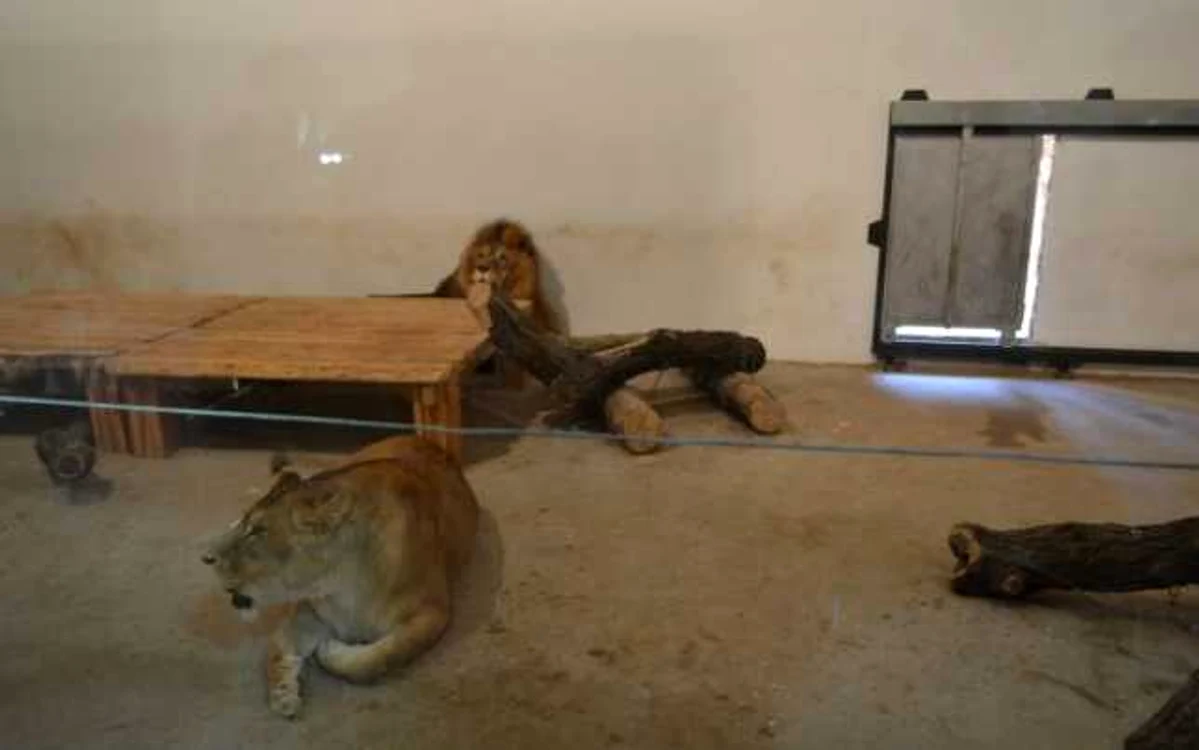 Vizitatorii vor putea fla mai multe despre animalele sălbatice. FOTOSimona Suciu.