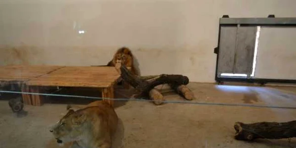 Vizitatorii vor putea fla mai multe despre animalele sălbatice