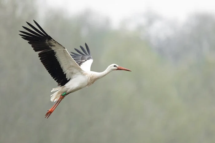 Barza este o pasăre migratoare comună în România / foto: Shtutterstock