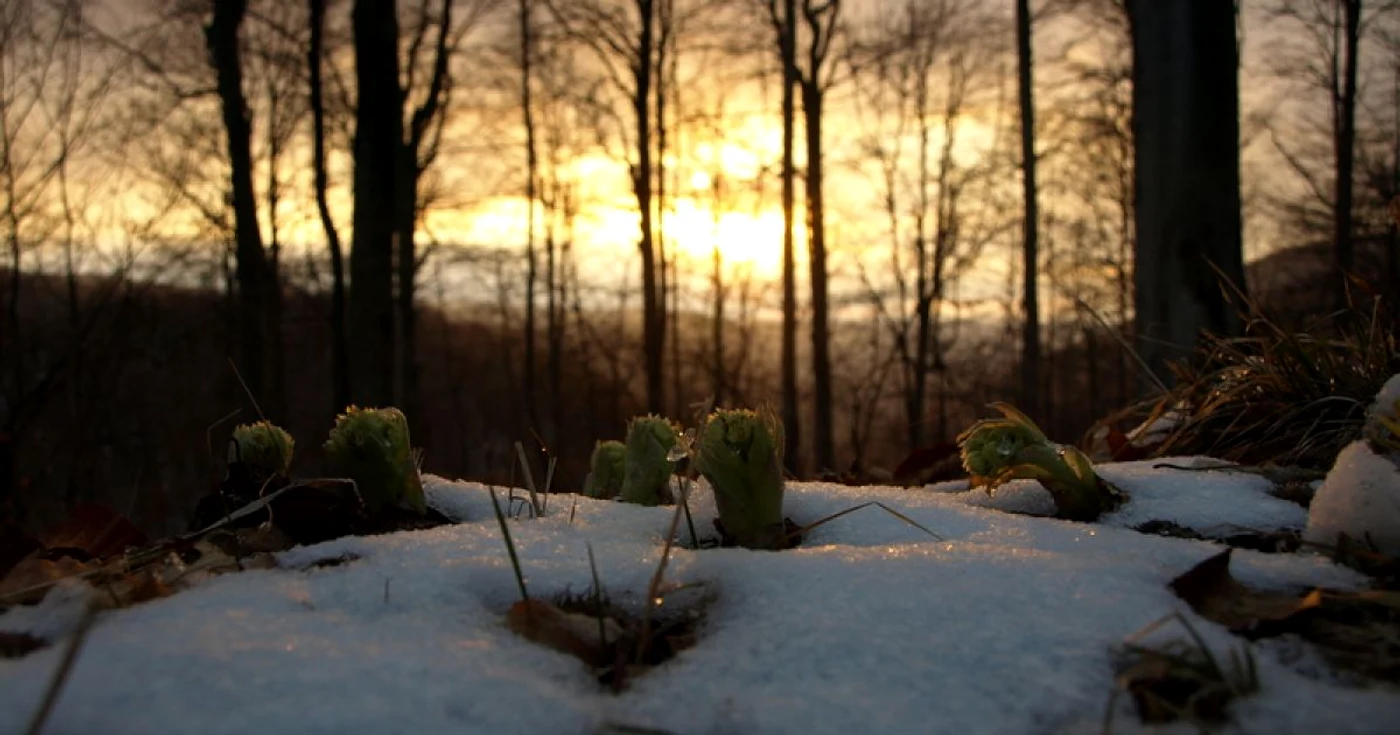 Zona vechii cetăţi dacice este unul dintre cele mai iubite locuri din judeţ FOTO: ADEVĂRUL. D. Guţă