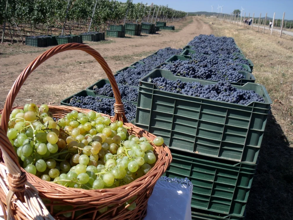 Producţia de struguri este foarte bună în acest an FOTO: Ştefan Borcea