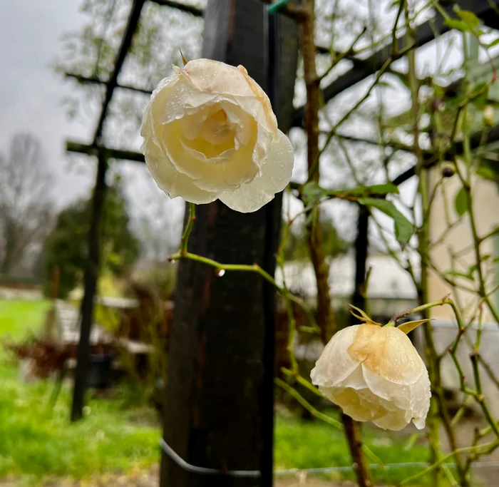 În decembrie, un trandafir a înflorit în Parcul regal de la Săvârşin