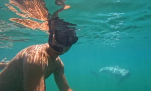 delfin marea neagra webp