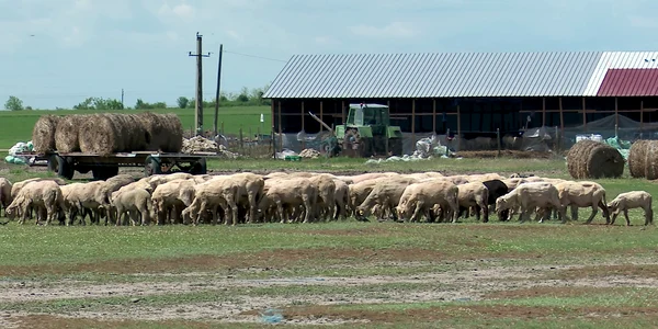 crestere animale (1) png