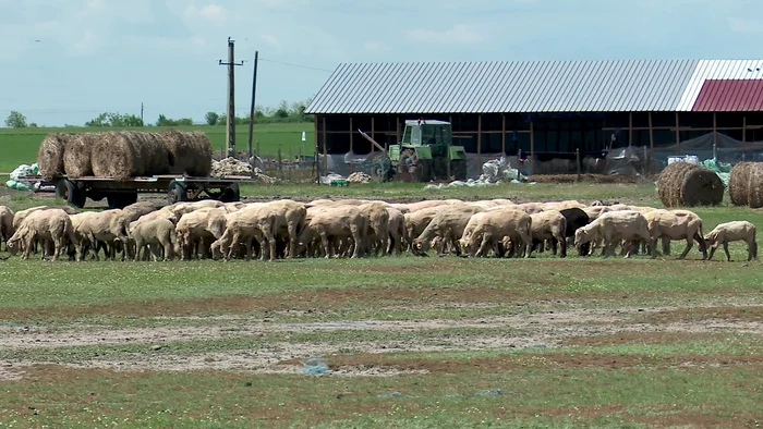 Munca de cioban în România poate fi foarte dificilă din cauza condițiilor. FOTO I. Bunilă