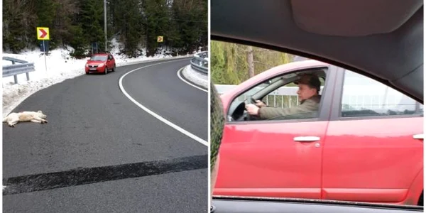 Caine impuscat pe sosea in Maramures FOTO Facebook Anima Pro Terra 
