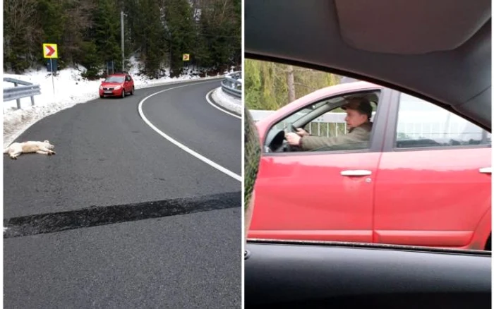 Câinele a fost împuşcat de vânătorul aflat într-un Logan roşu FOTO Facebook