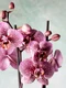 Orhidee roz jpg
