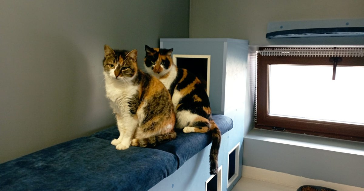 Locul unde oamenii fac terapie cu pisici. „Ies un alt om de acolo, parcă îmi smulg grijile”